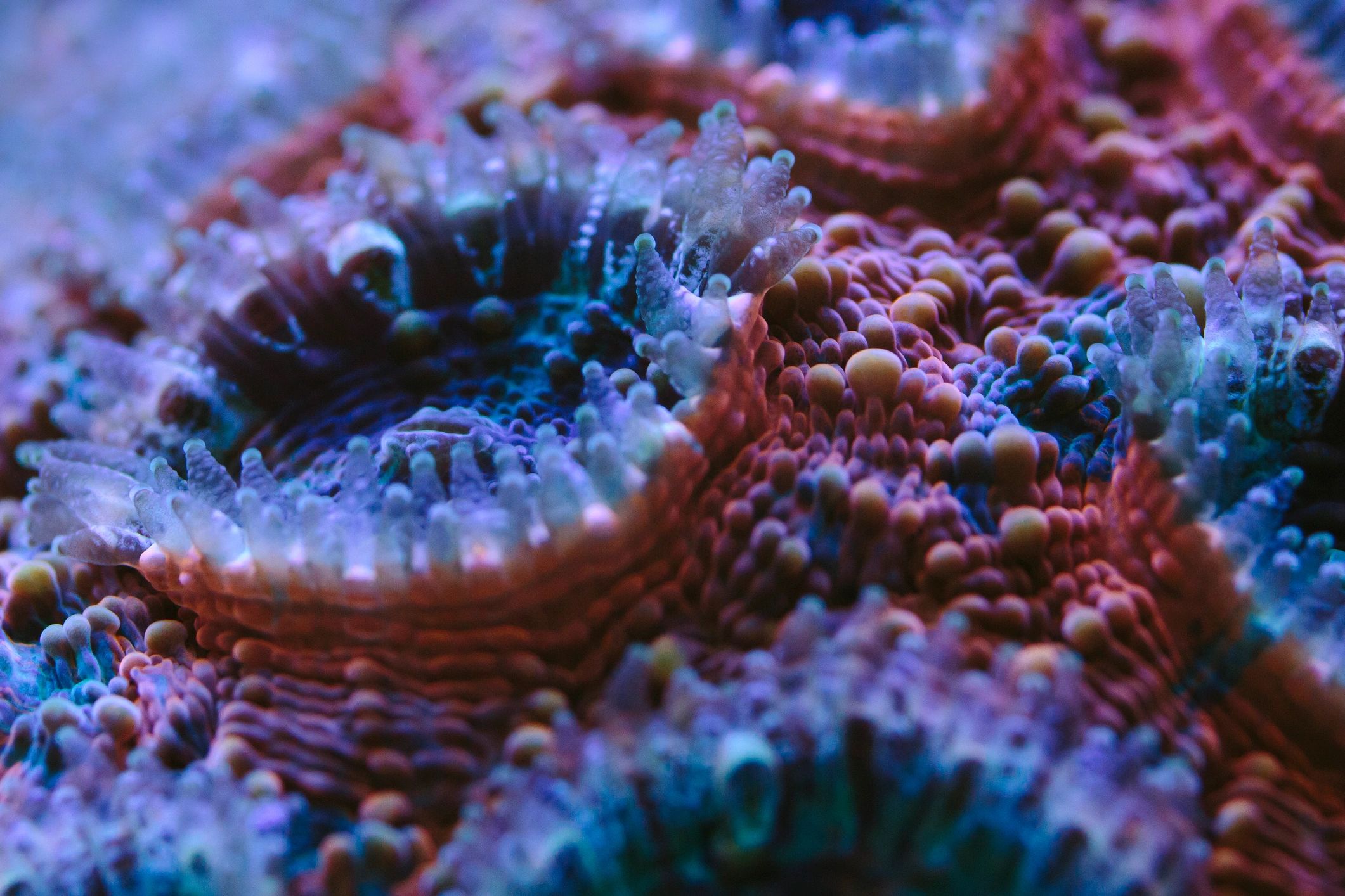 Colorful Acan coral polyps close up