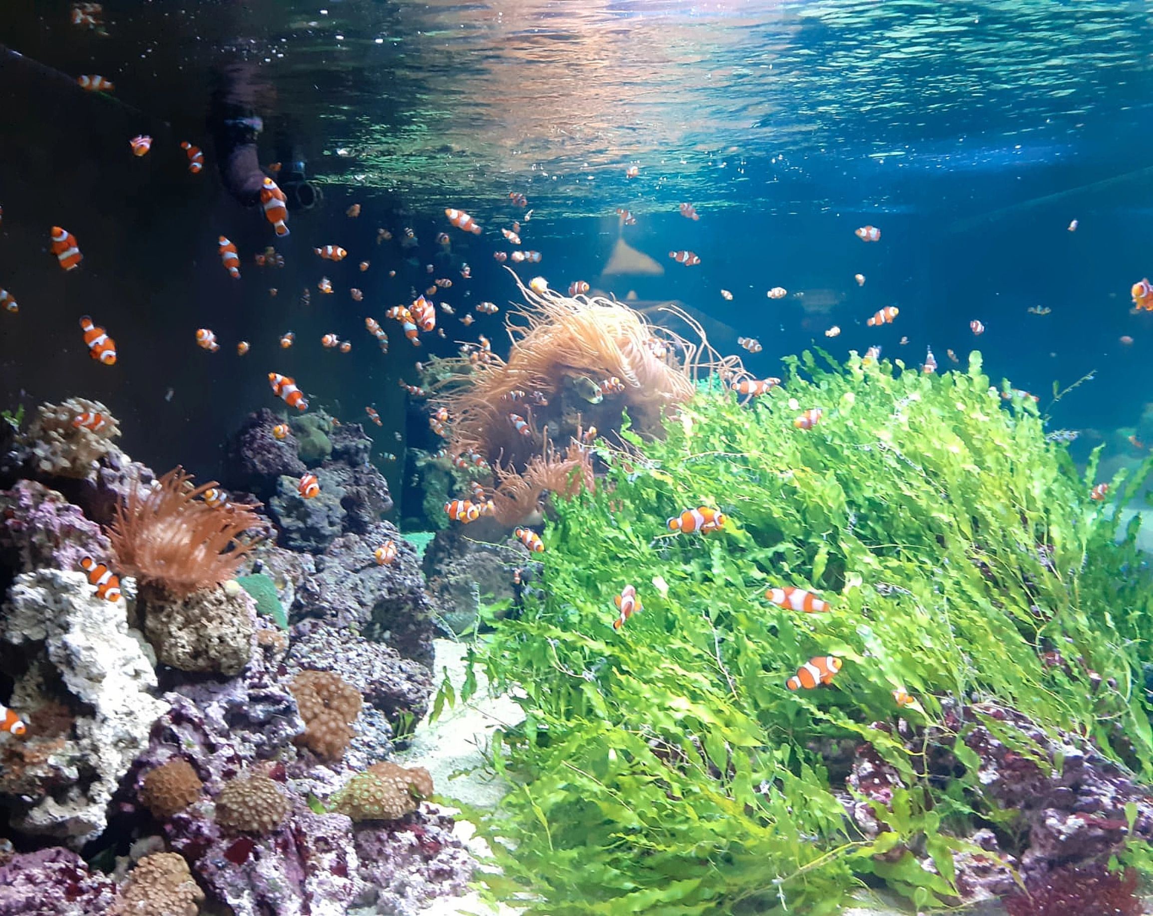 School of clownfish swimming in clear water