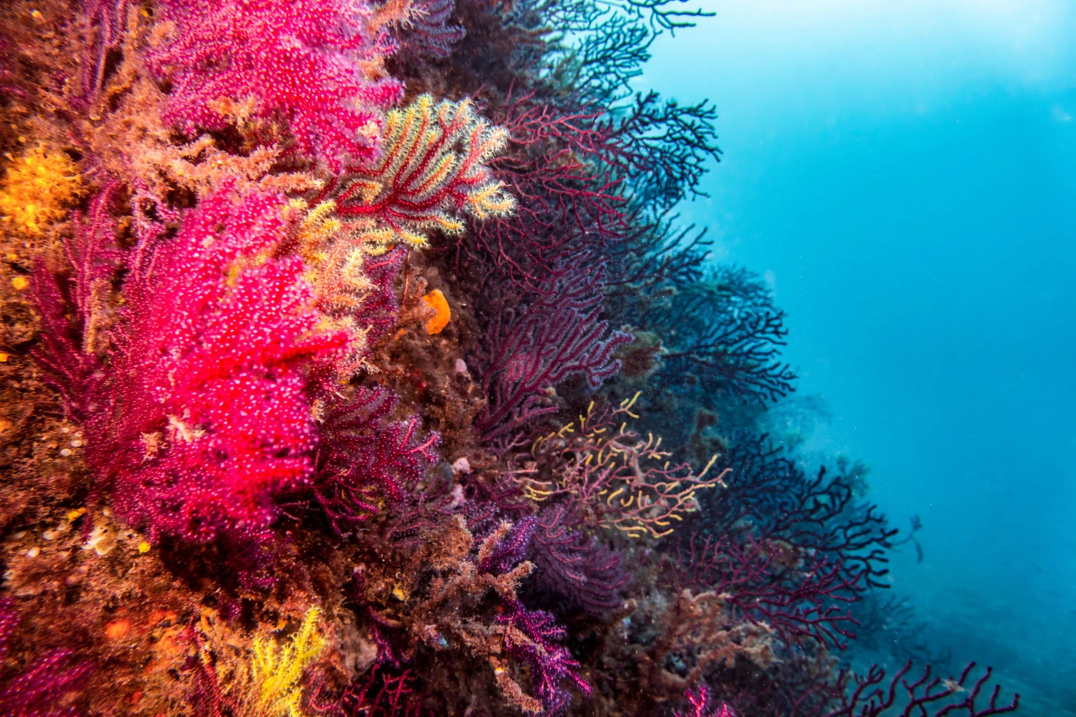 Vibrant soft corals and gorgonians on a colorful reef