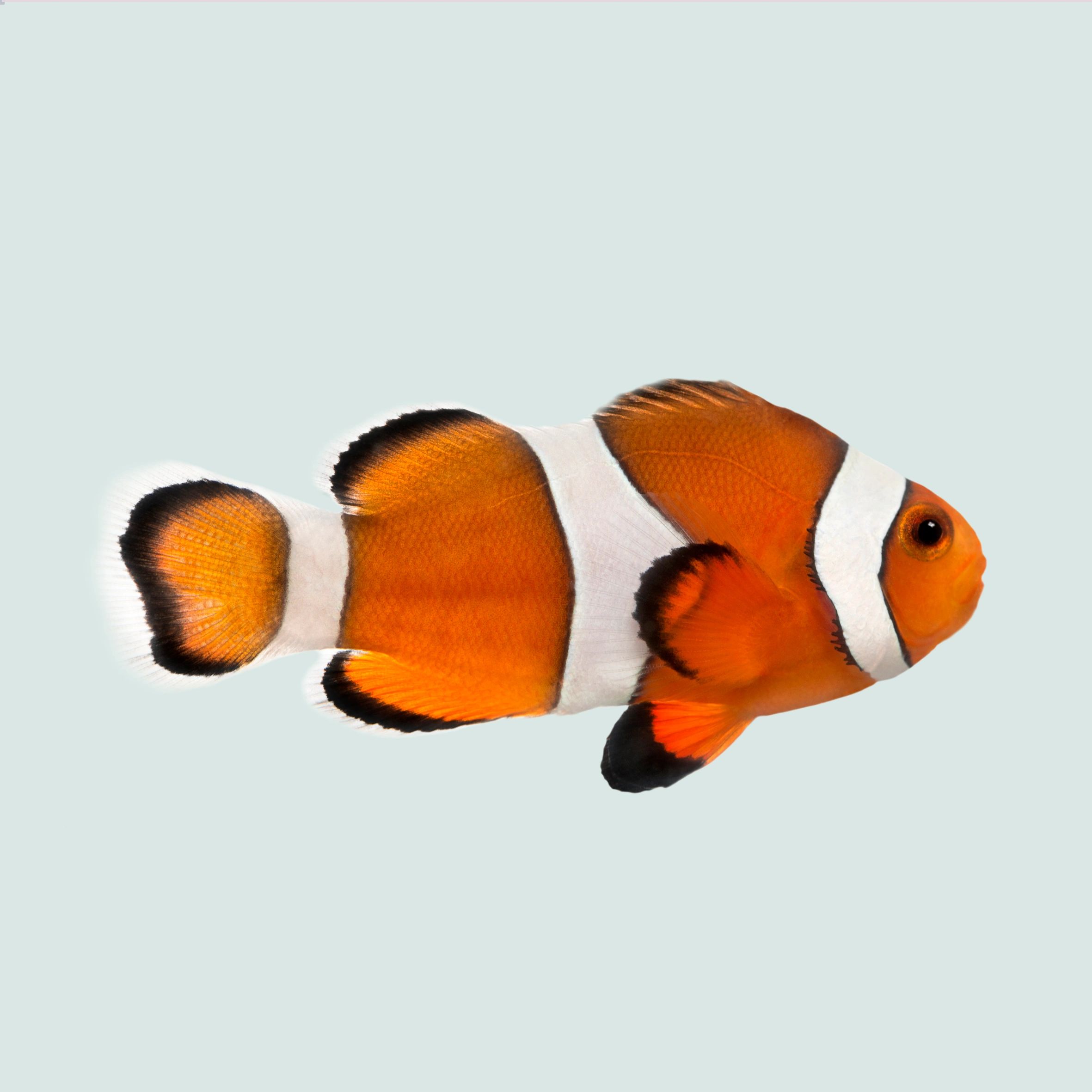 Ocellaris clownfish in a saltwater aquarium