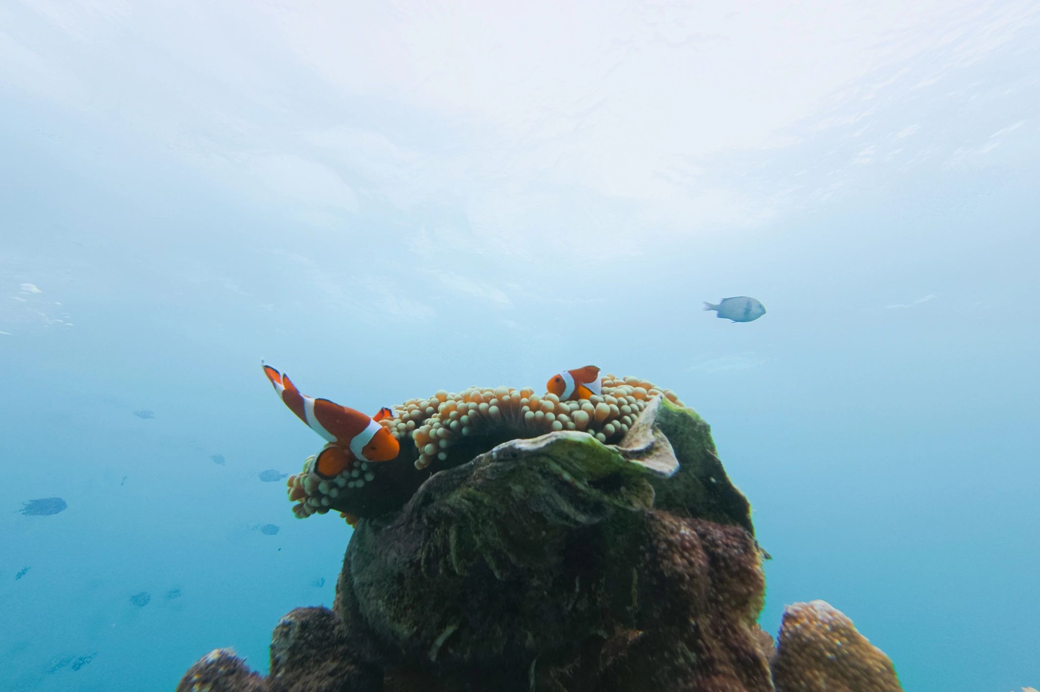 Clownfish nestled in a sea anemone on a vibrant coral reef