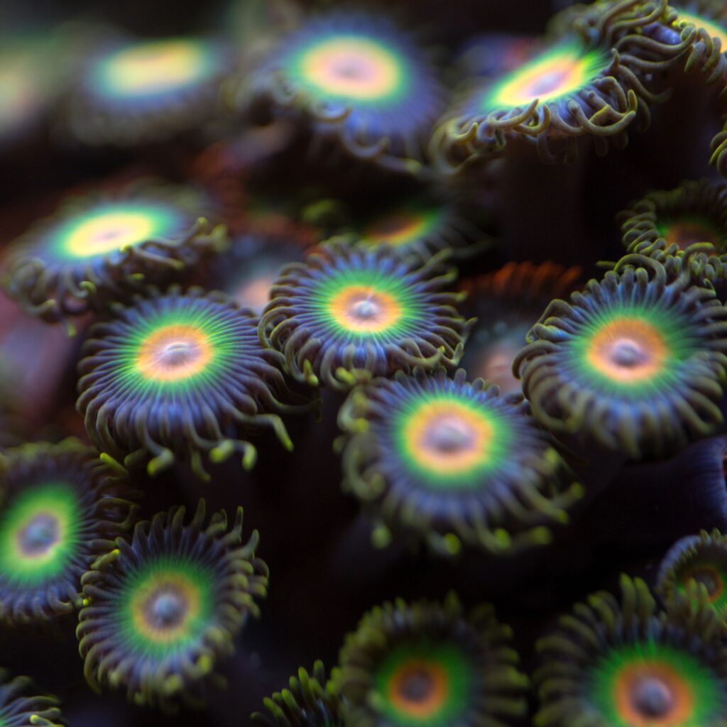 Zoanthid coral frag with mixed-color polyps product photo