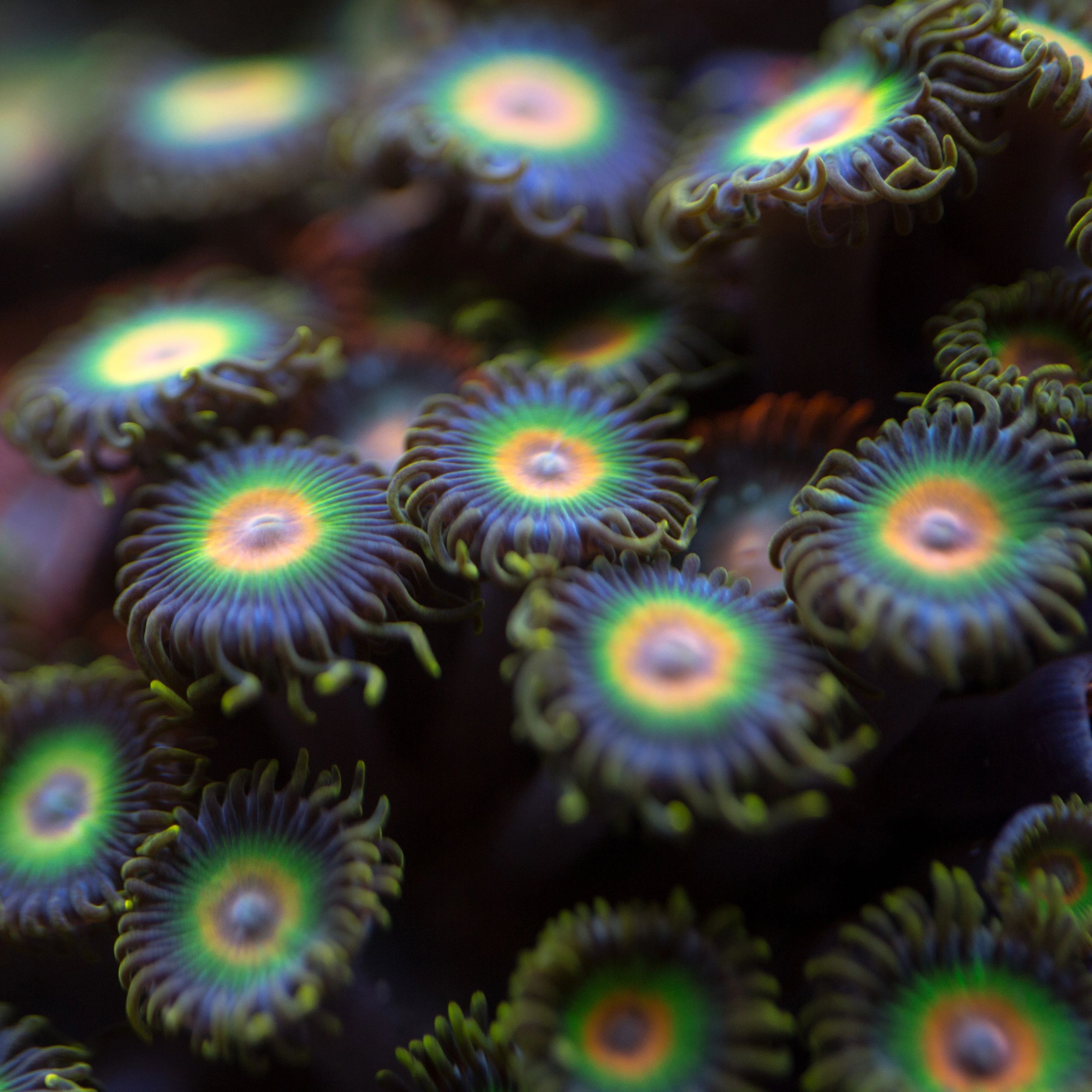 Zoanthid coral frag with mixed-color polyps