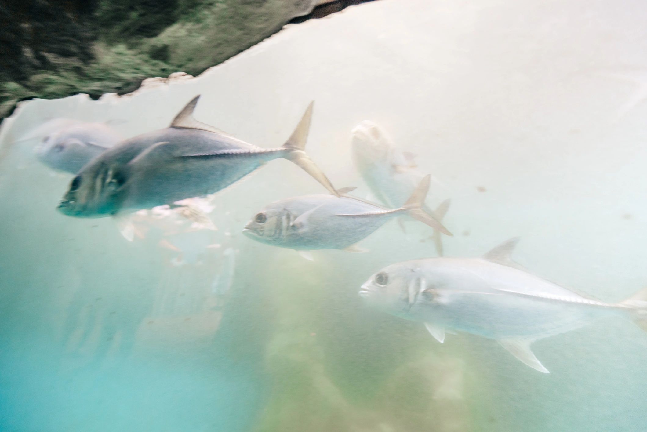 Saltwater fish swimming behind aquarium glass